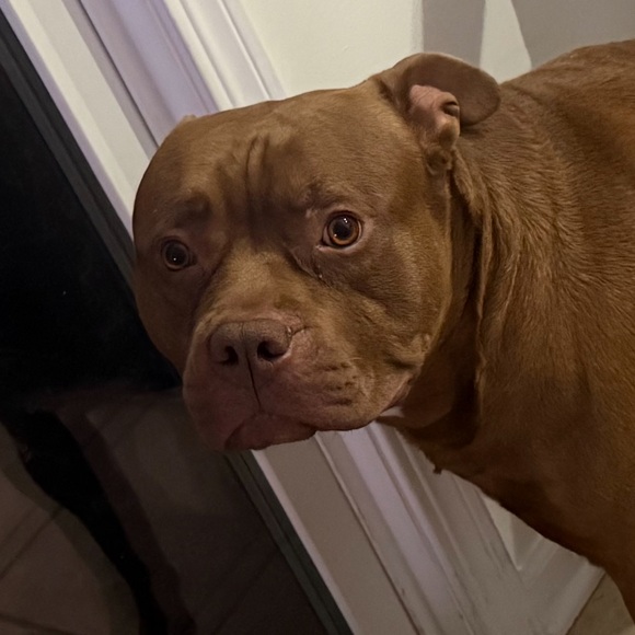 dk_thepittbull